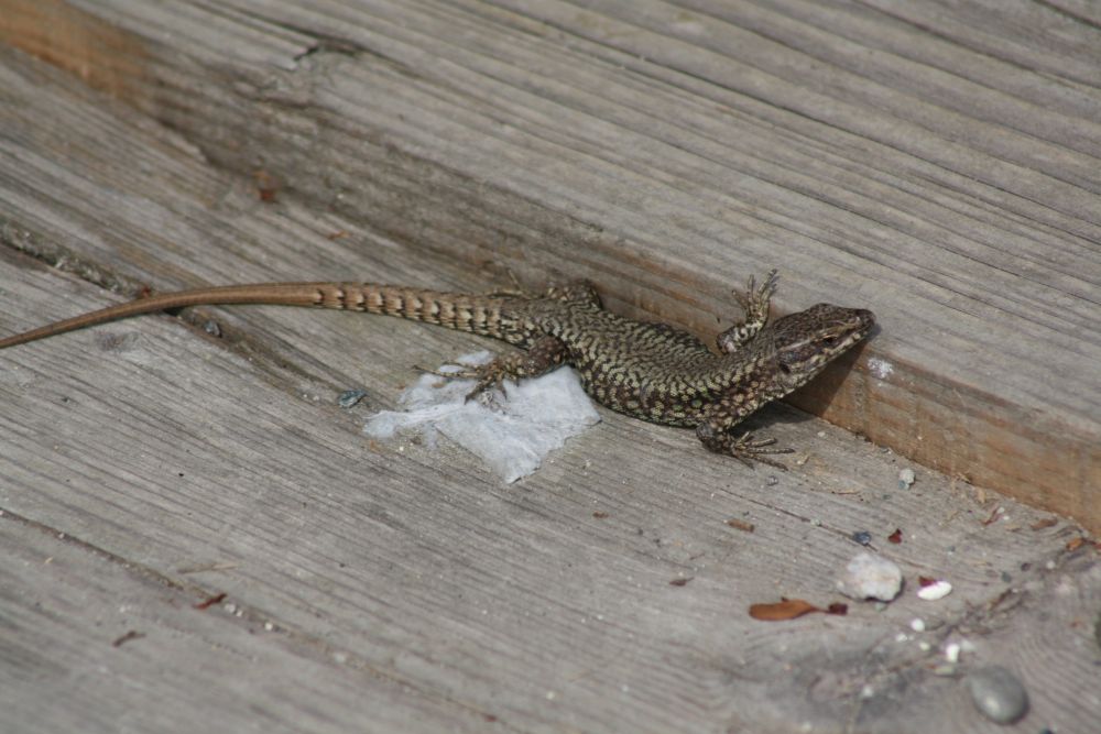 Podarcis muralis